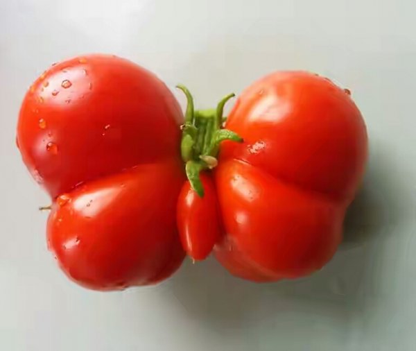 fruit17