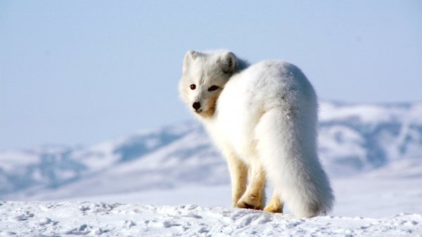 Белоснежный песец на о.Врангеля