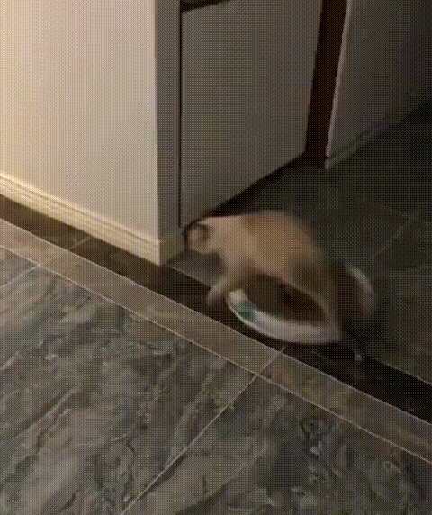 Если бы Джеки Чан был котом