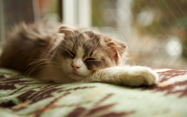 Кот
