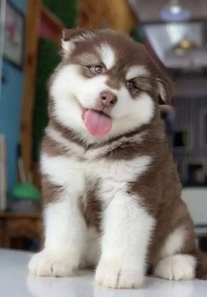 FB IMG 1775722724533