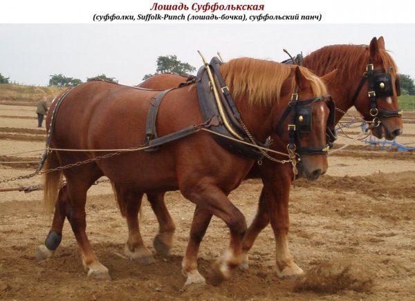 Лошадь Суффолькская