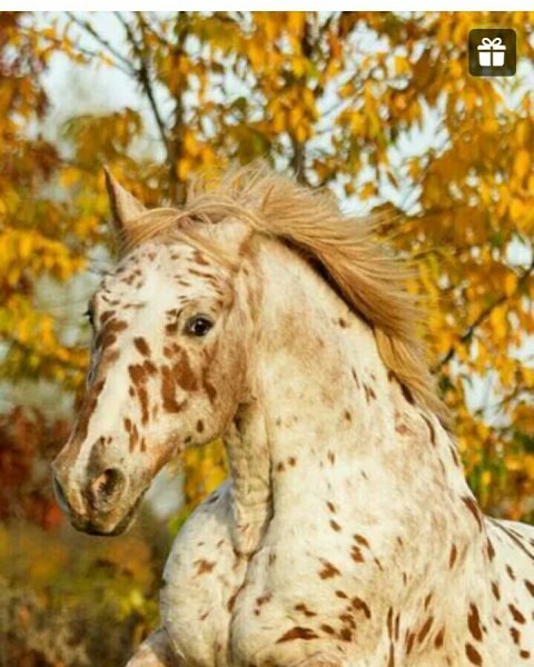 Лошадка осень