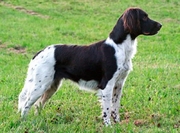 Мюнстерлендер малый (2)