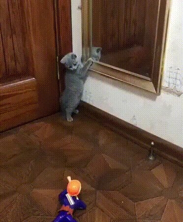 ))