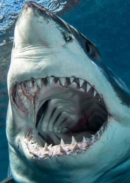 9e992cdc3623e8043bd8e0234c012ac5