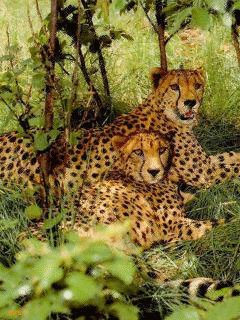 анима15.звери