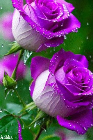 file_94299613