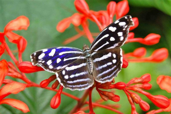 Butterflies 17