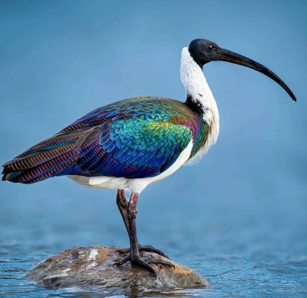 АВСТРАЛИЙСКИЙ ИБИС