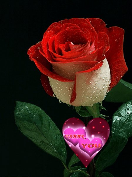 Крутится сердечко ЖКРоза