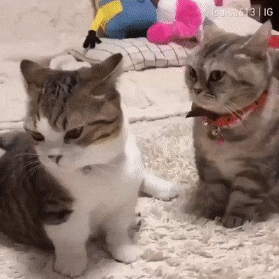 Колдун)