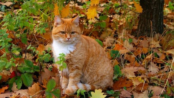 Кот и осенние листья (25)