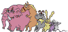 animals kotok