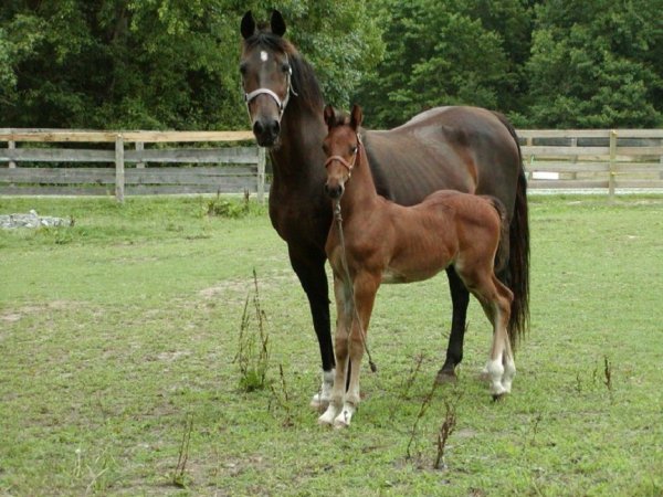 Американская верховая лошадь (13)