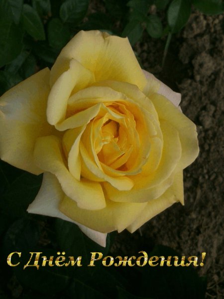 СДР Желт.роза