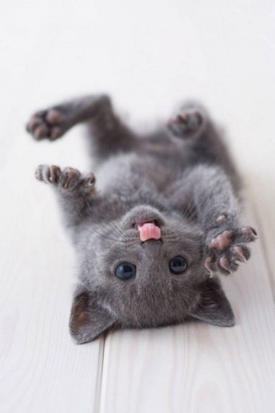 cutekittens7