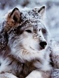 Wolf In