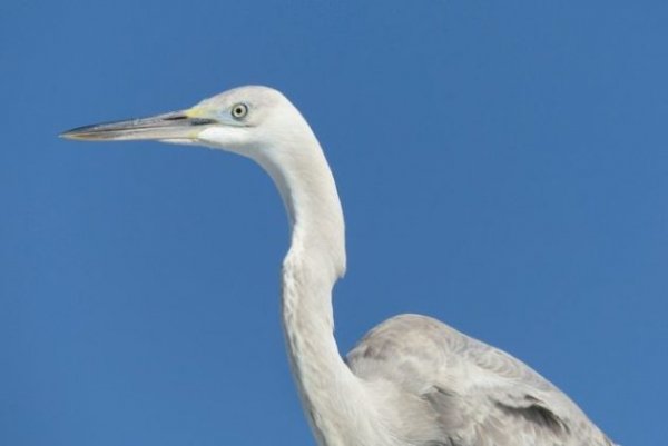 Цапля большая белая+большая голубая