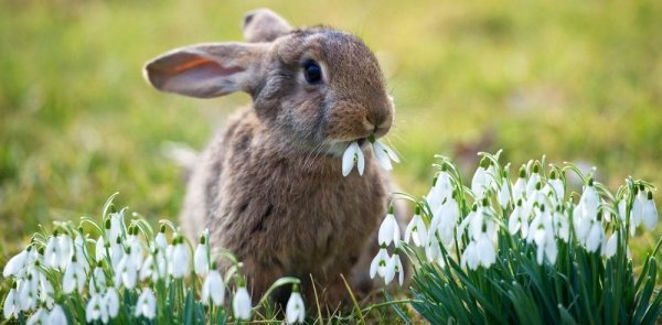 bunny-hmed