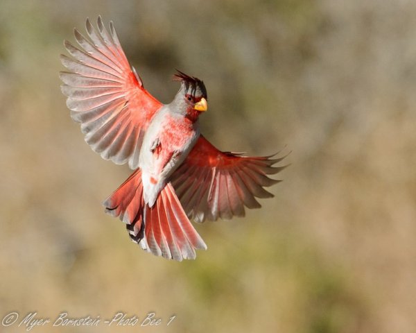 Попугайный кардинал