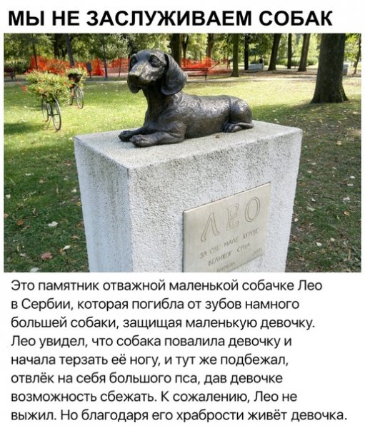 Храбрая собачка Лео