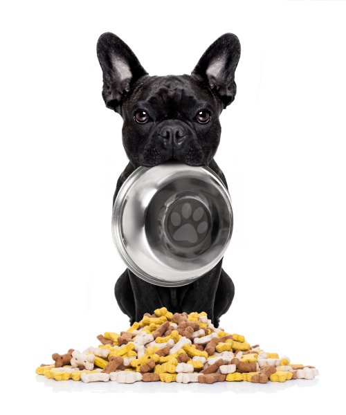 Dogs-French-Bulldog-White-background-Bulldog-Plate