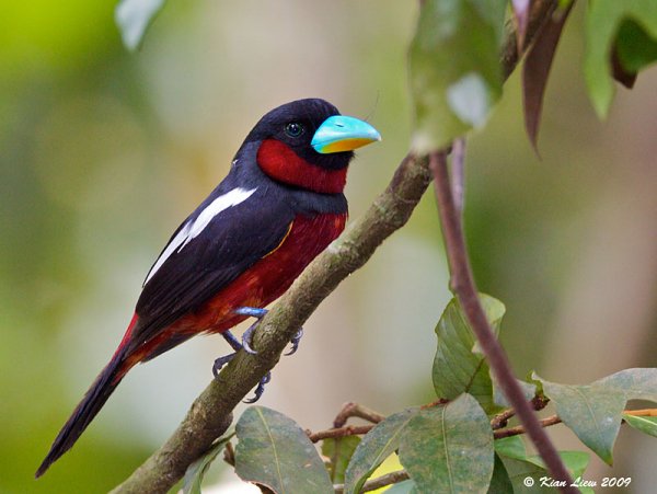 Чёрно-красный рогоклюв