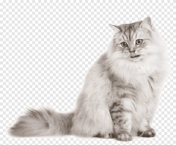 Белый кот