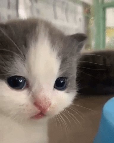 Котёнок