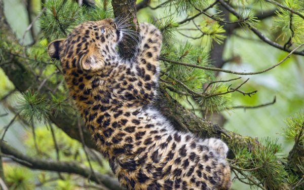 кошка котёнок ветки Tambako..file