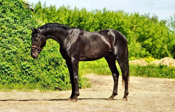 Лошадь Русская верховая