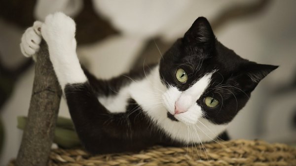 7odmZK9GGNskkklvITcwj9oEpUEkp9PZBo5zWIPRH-hmk9An-FFfRgws