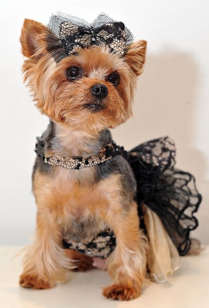 1 most pampered pet