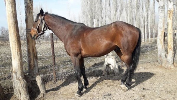 Лошадь Адаевская (Мангистауский тулпар)