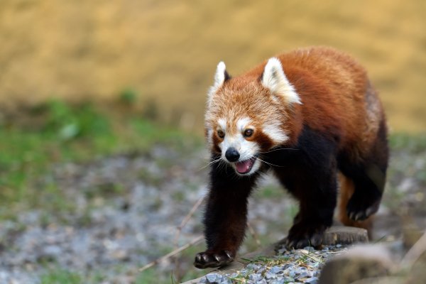 Krasnaia-panda-malaia-panda-poza-progulka-fon-vzgliad-iazyk