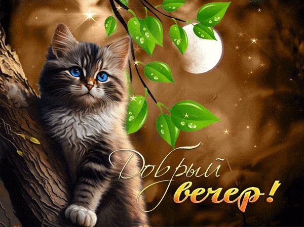 Анимированная открытка добрый вечер (10)