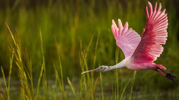 Roseatespoonbillsouthcarolina gettyimages 1920x1080