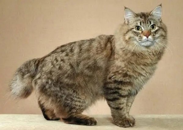 Американский бобтейл