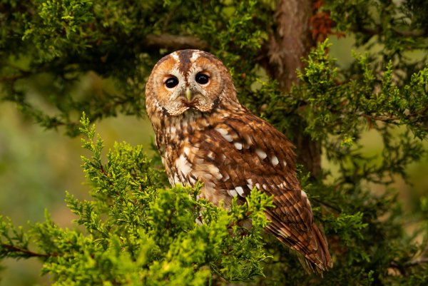 Owl