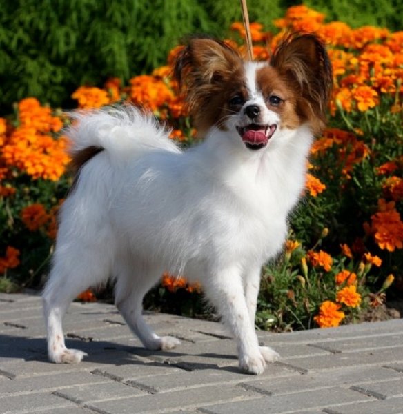 Папильон (папийон) (2)