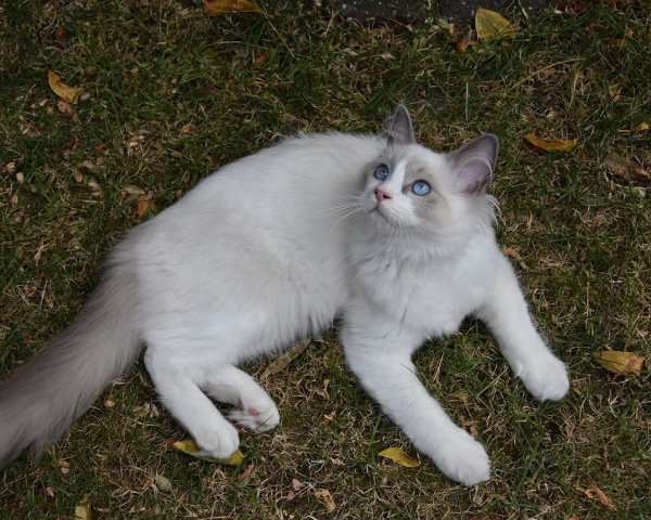 Рэгдолл (5)