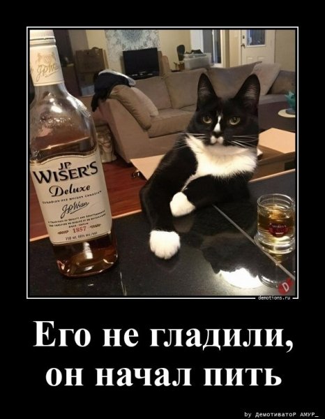 Его не гладили, он начал пить