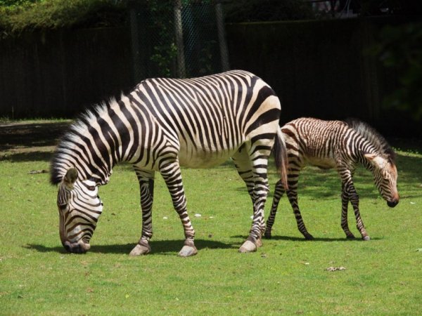 ЕZebra-31