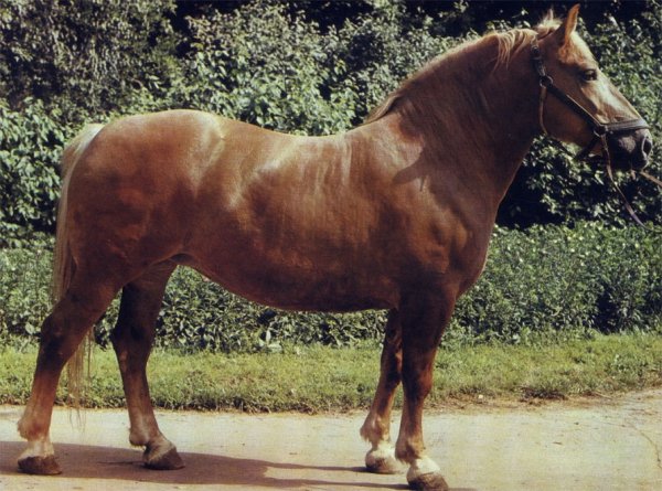 Литовская тяжелоупряжная порода (3)