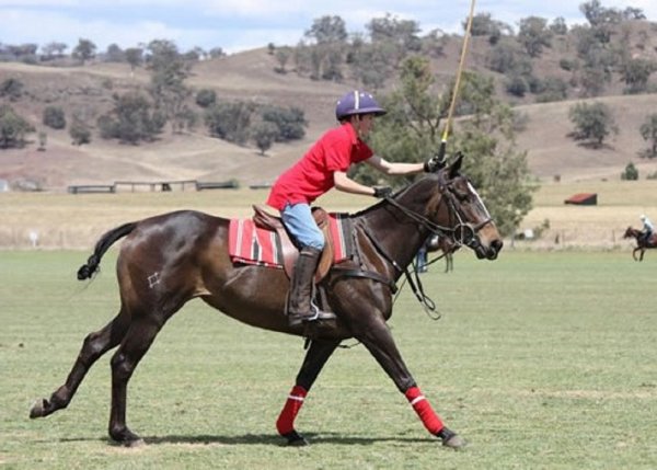 Поло-пони. (2)