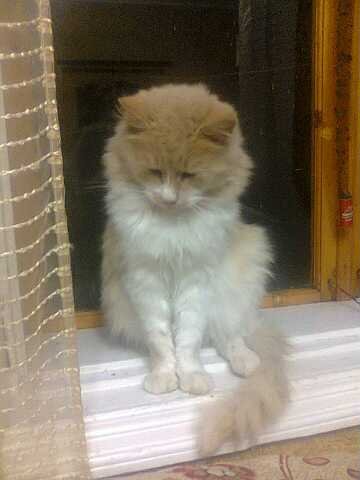 Красотуля (4)