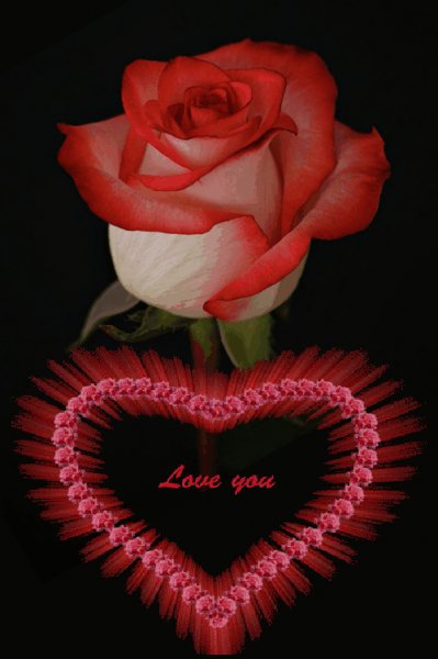 Роза Любовь Сердце