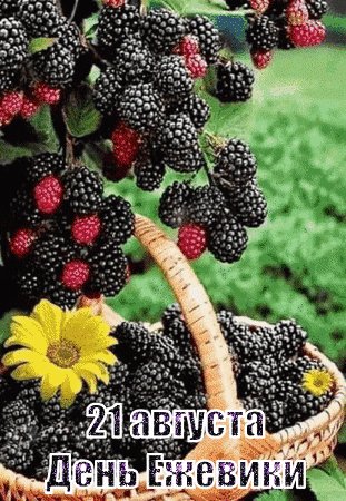 Анимированная открытка день ежевики (2)