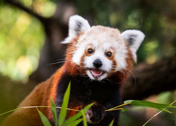 Krasnaia-panda-malaia-panda-portret-mordochka-listia-iazyk-p